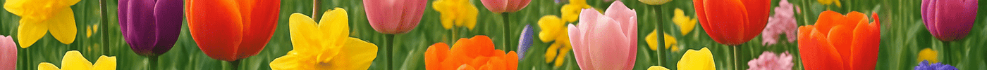 For Every Flower There Is a Season - Sundara Joon